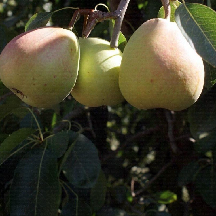 Coscia Armut Çeşidi Ve Özellikleri