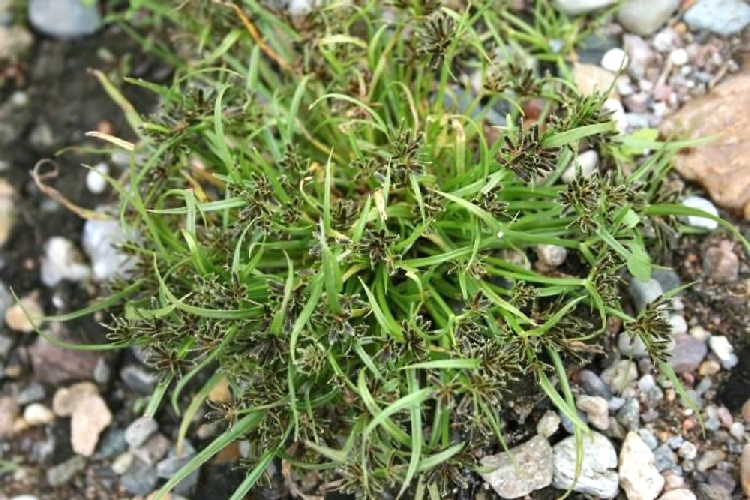 Esmer Venüs Otu Nedir? Esmer venüs otu