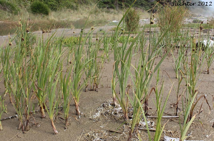 Kindira Otu Nedir? Kindira Otu Nedir?