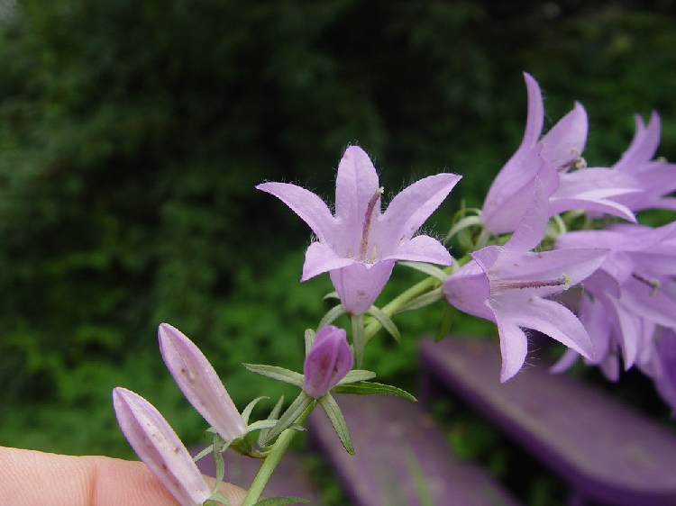 Çan Çiçeği Otu Nedir? Çan çiçeği