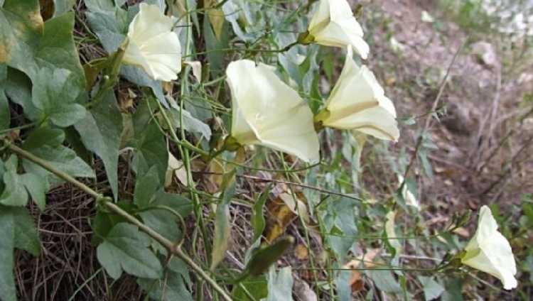 Boz Tarla Sarmaşığı Otu Nedir? Boz Tarla Sarmaşığı