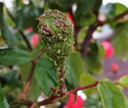 Gülde Yaprak Biti Nedir? Zararları Ve Mücadele Yöntemleri