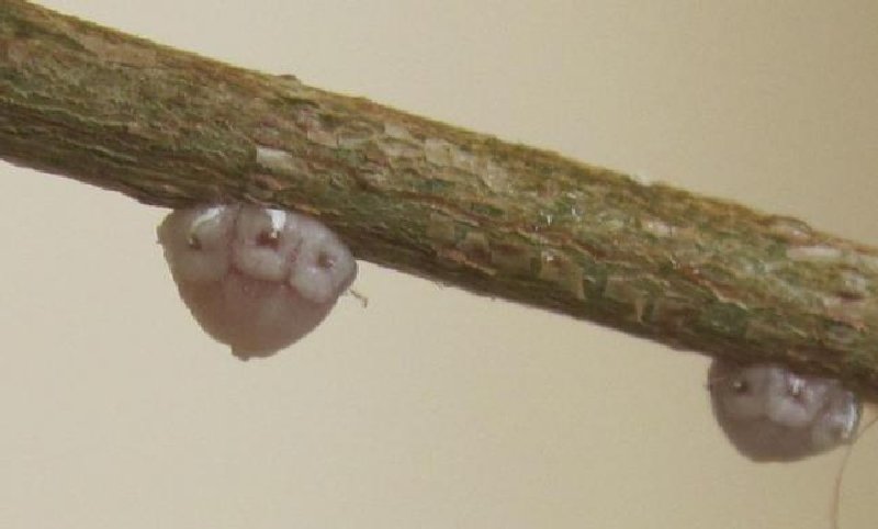 Kanlı Balsıra Nedir? Zararları Ve Mücadele Yöntemleri