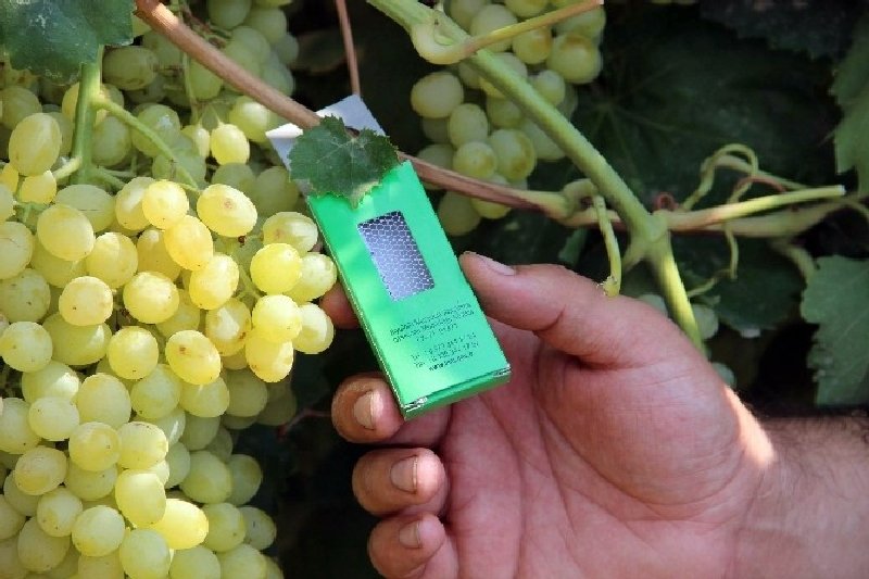 Bağ Salkım Güvesi Zararlısı