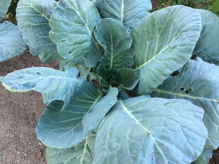 Lahana Gübreleme Programı