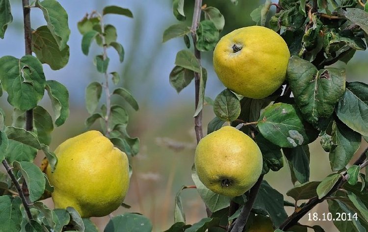 Ayva Yetiştiriciliği Nasıl Yapılır? Ayva Yetiştiriciliği