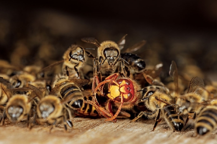 Arı Mücadelesi Nasıl Yapılır? Güvenli Ve Etkili Yöntemler