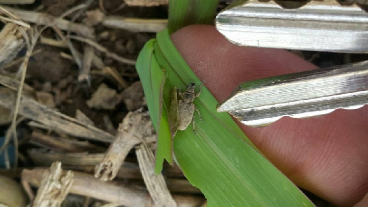 Mısır Maymuncuğu Nedir? Zararları Ve Mücadele Yöntemleri