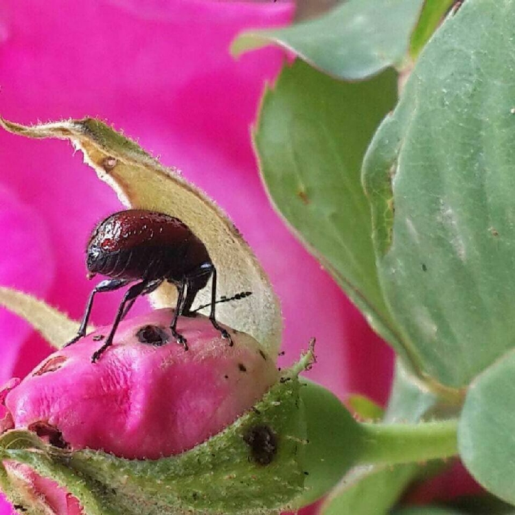 Gül Hortumlu Böceği Nedir? Zararları Ve Mücadele Yöntemleri Gül Hortumlu Böceği Nedir? Zararları Ve Mücadele Yöntemleri