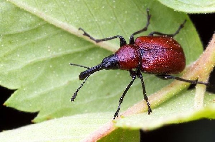 Gül Hortumlu Böceği Nedir? Zararları Ve Mücadele Yöntemleri Gül Hortumlu Böceği Nedir? Zararları Ve Mücadele Yöntemleri