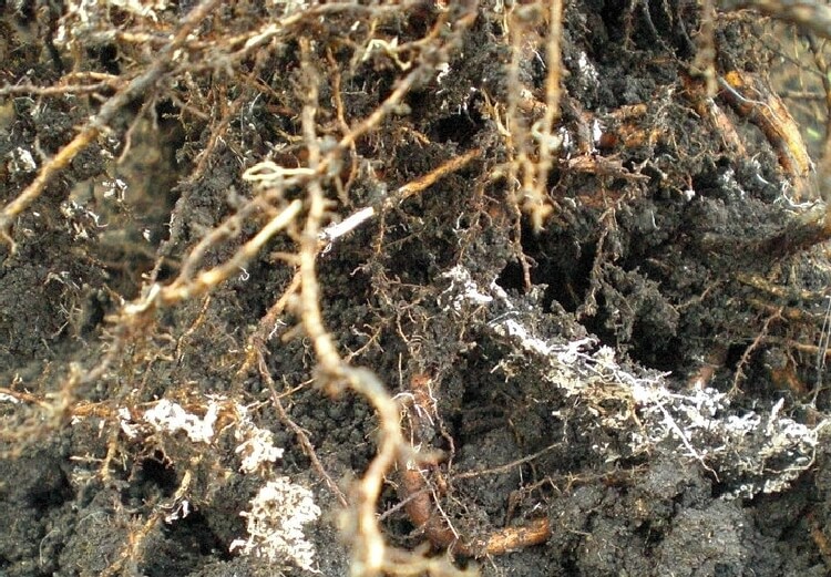 Mikoriza Nedir? Mikoriza Nedir?