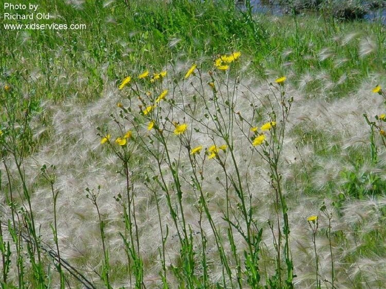 Eşek Marulu Otu Nedir? Eşek Marulu