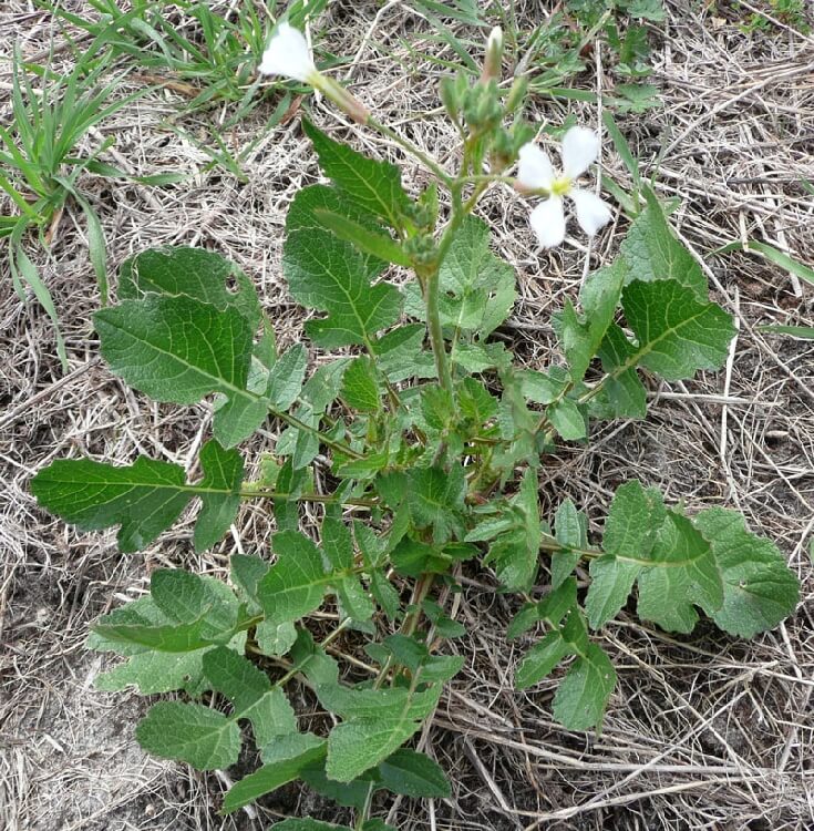 Yabani Turp Otu Nedir? Yabani Turp