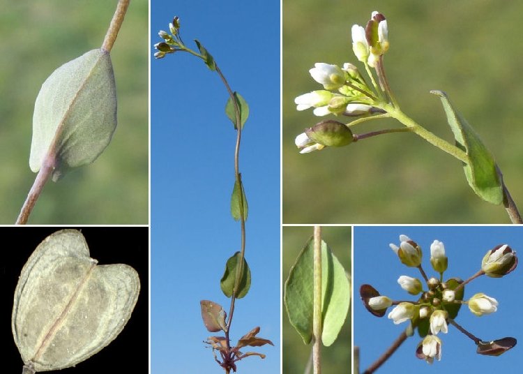 Çayır Akça Çiçeği Nedir? Özellikleri, Yetiştiği Yerler Ve Kullanımı Çayır Akça Çiçeği