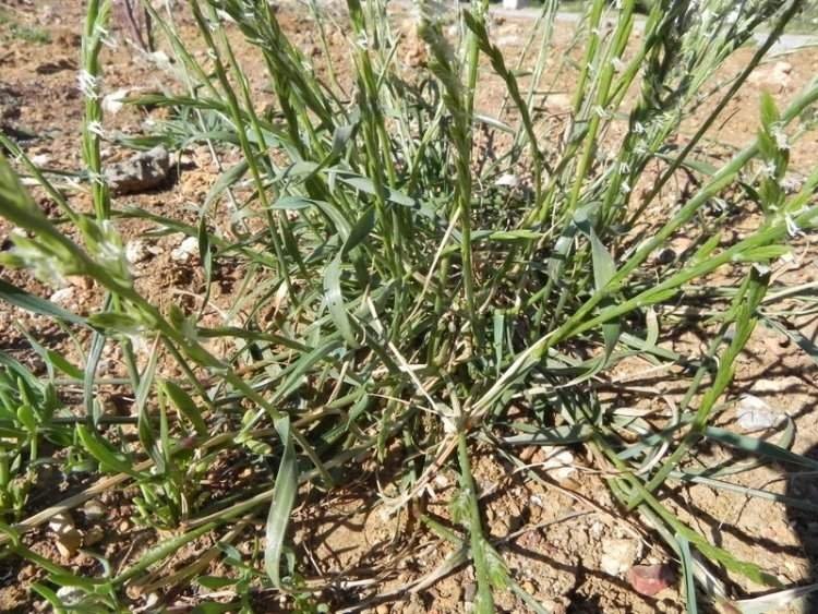 İran Çimi Nedir? Özellikleri, Yetişme Alanları Ve Kullanım Alanları