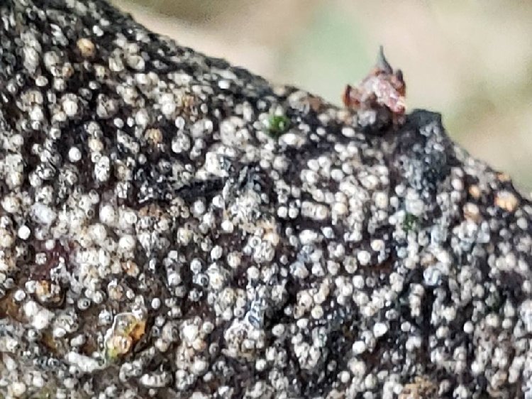 San Jose Kabuklu Biti Nedir? Zararları Ve Mücadele Yöntemleri San Jose Kabuklu Biti Nedir? Zararları Ve Mücadele Yöntemleri