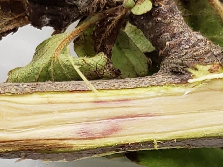 San Jose Kabuklu Biti Nedir? Zararları Ve Mücadele Yöntemleri San Jose Kabuklu Biti Nedir? Zararları Ve Mücadele Yöntemleri