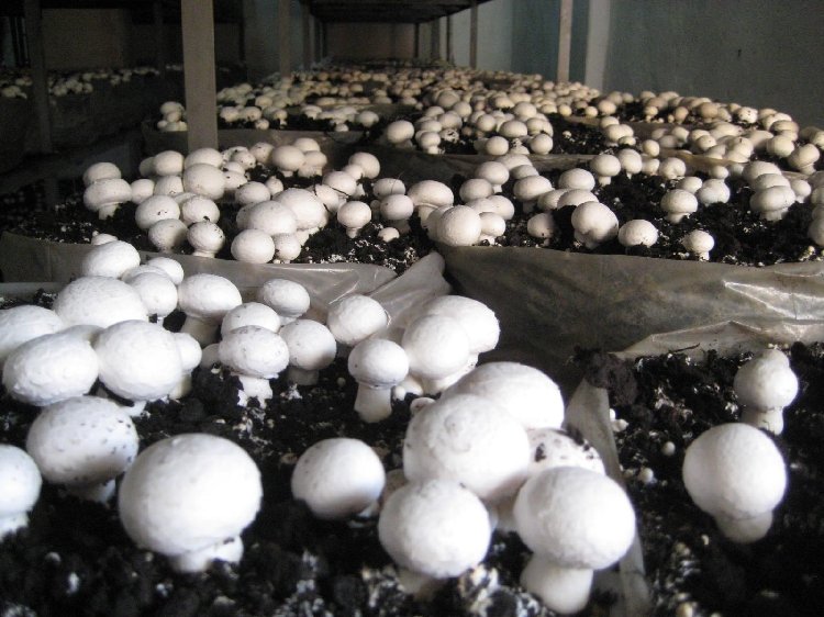 sorhocam mantar ile ilgili gÃ¶rsel sonucu