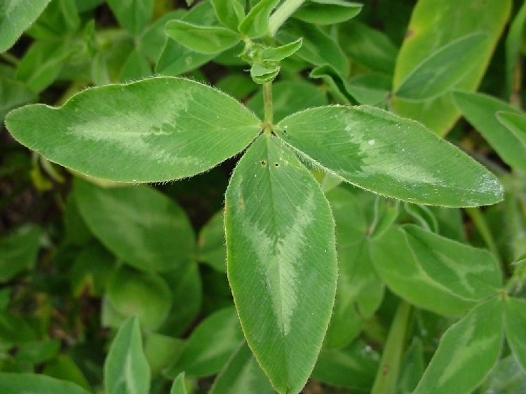 Çayır Tırtılı Nedir? Özellikleri Ve Tarım Alanlarındaki Zararı Çayır Tırtılı Nedir? Özellikleri Ve Tarım Alanlarındaki Zararı
