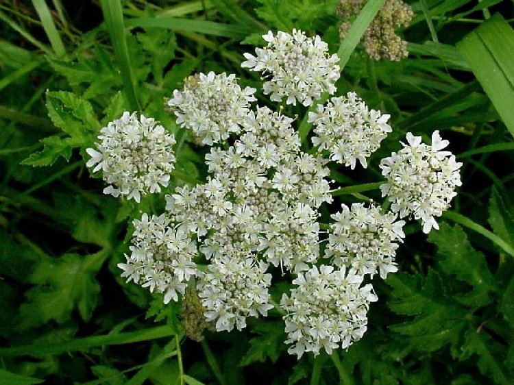 Çayır Tavşancıl Otu (Antennaria Dioica) Nedir? Özellikleri
