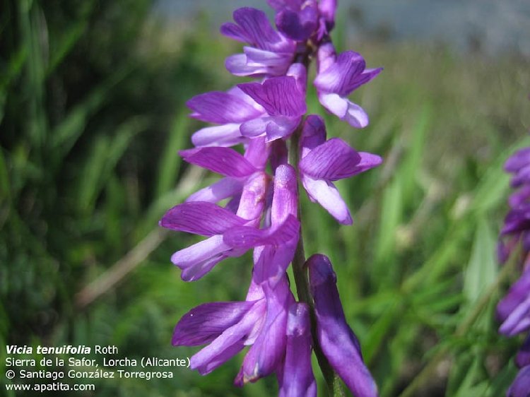 Zarif Yapraklı Fiğ