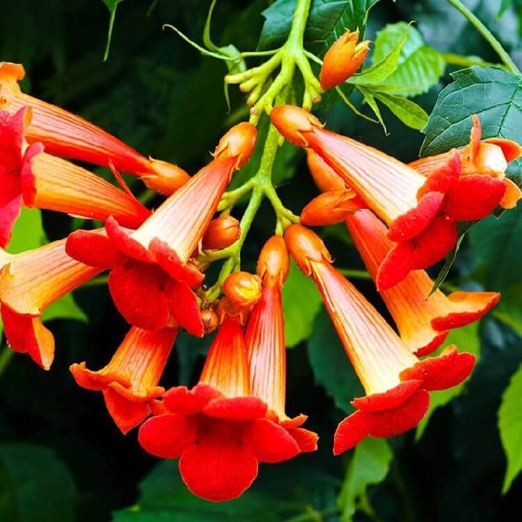 Acem Borusu Sarmaşığı Çiçeği Acem Borusu