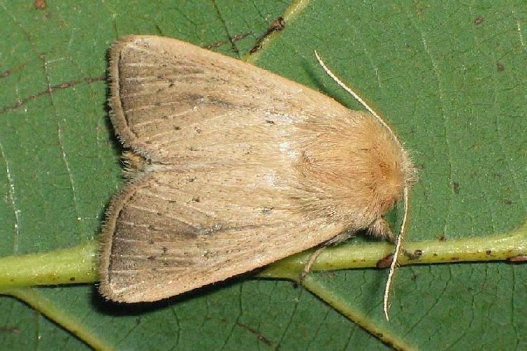 Mısır Koçan Kurdu Nedir? Zararları Ve Mücadele Yöntemleri