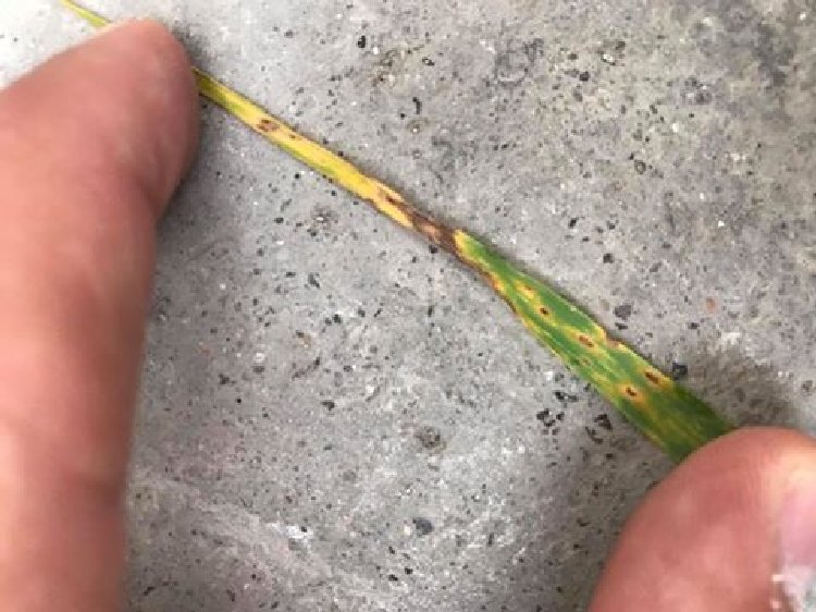 Buğdayda Septorya Yaprak Lekesi Belirtileri, Nedenleri Ve Mücadelesi Buğdayda Septorya Yaprak Lekesi