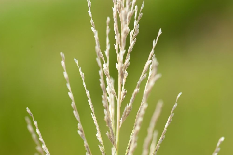 Baraj Otu Nedir? Baraj Otu Nedir?