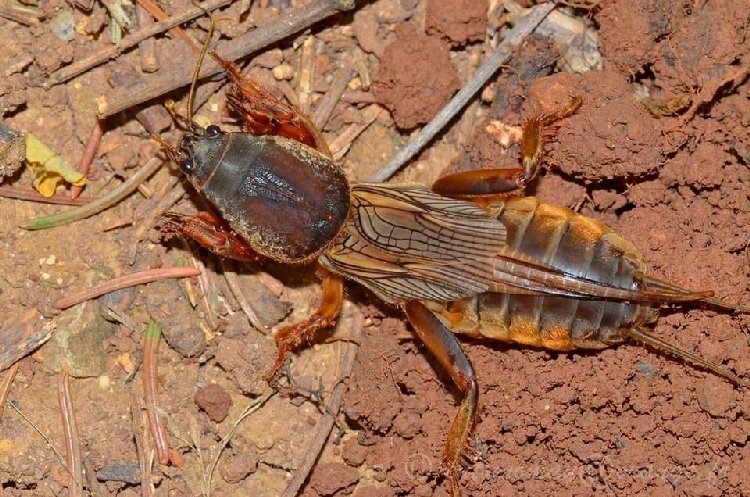 Sebze Zararlıları Ve Mücadelesi Nasıl Yapılır? Sebzelerde Danaburnu