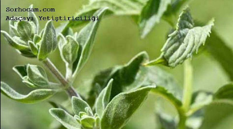 Adaçayı Faydaları Ve Zararları Nelerdir?