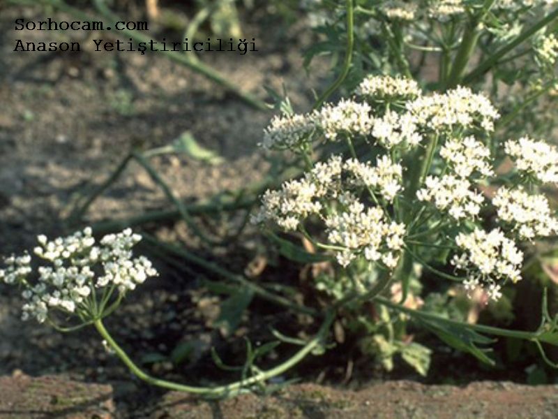 Anason Yetiştirme Koşulları