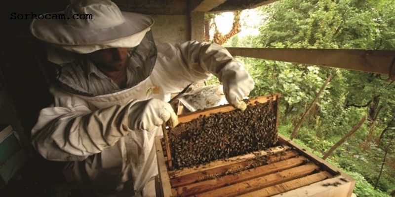 Arıcılık Sonbahar Bakımı