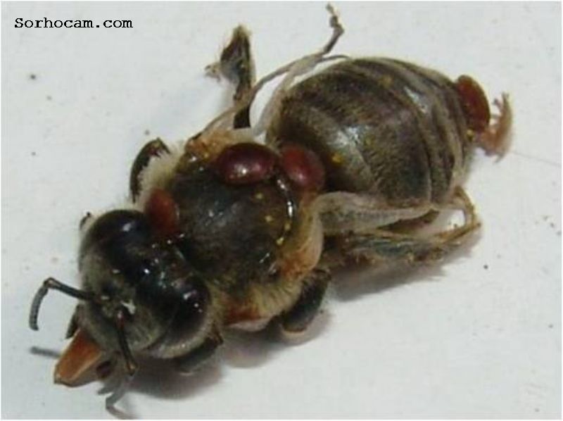 Arı Hastalıkları Ve Sınıflandırılması ile ilgili görsel sonucu