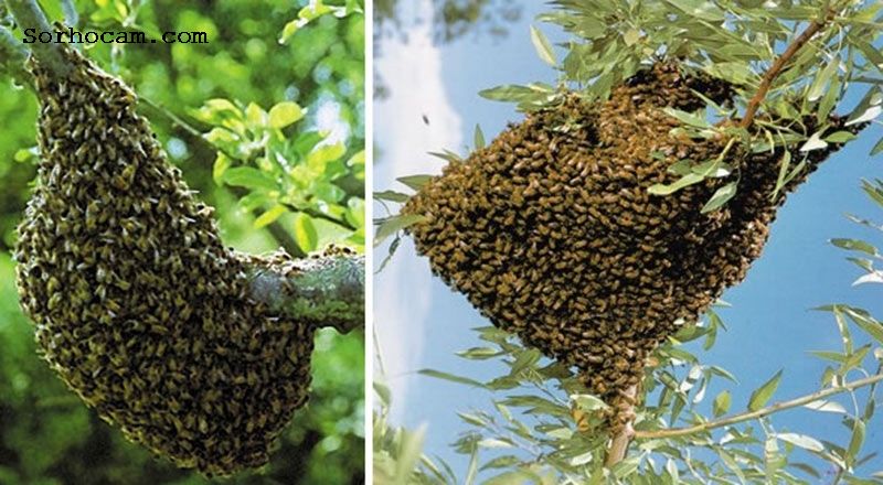 Arıların Oğul Verme Nedenleri ile ilgili görsel sonucu