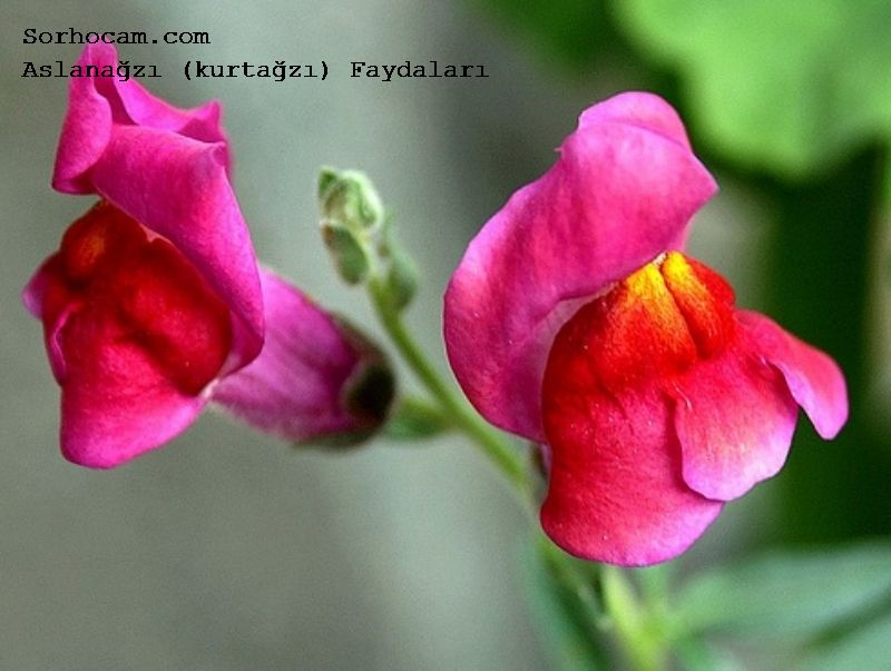 Aslanağzı (Kurtağzı)