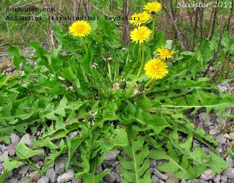 Aslandişi (Karahindiba)