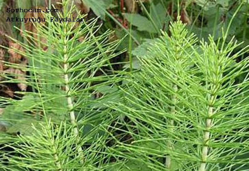 Atkuyruğu Faydaları ve Zararları