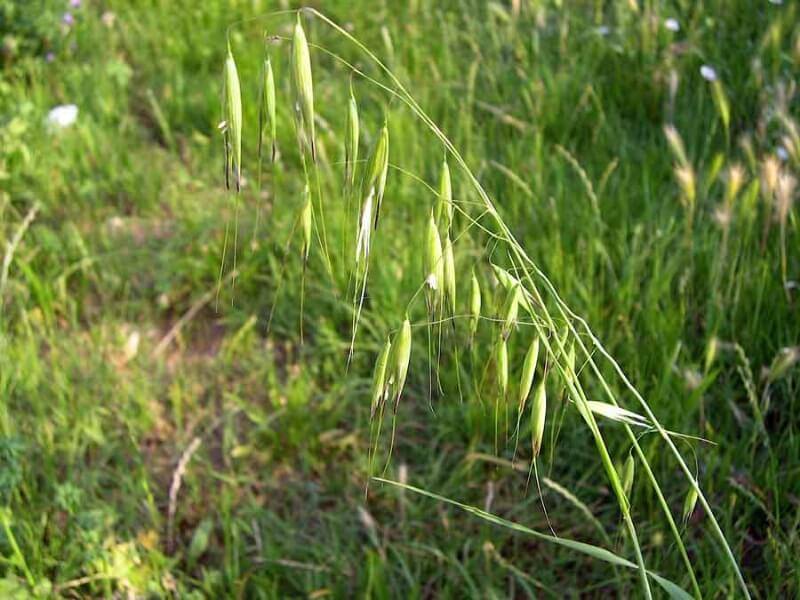 Kısır Yabani Yulaf