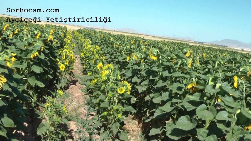 Ayçiçeği Gübrelemesi Nasıl Yapılır? Ayçiçeği Gübreleme Önerileri