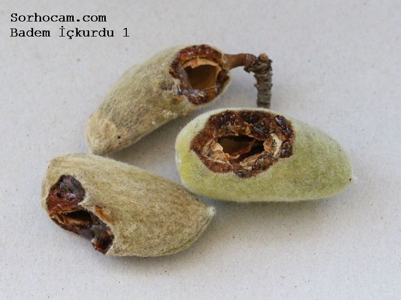Badem İç kurdu