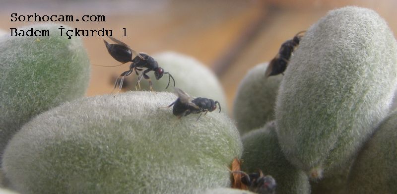 Badem İç kurdu