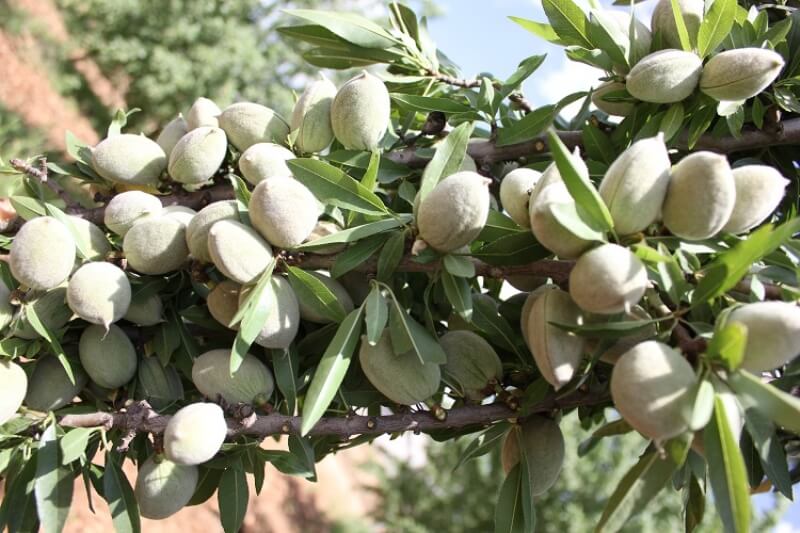 Badem Yetiştiriciliği