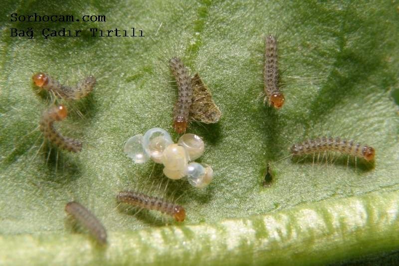 Bağ Çadır Tırtılı