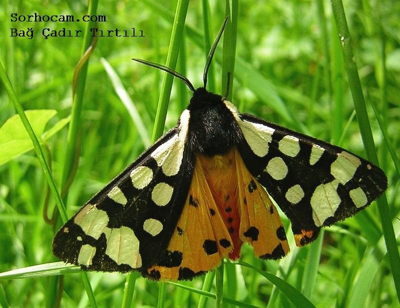 Bağ Çadır Tırtılı