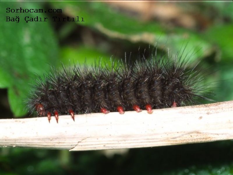 Bağ Çadır Tırtılı