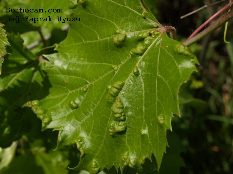 Bağ Yaprak Uyuzu