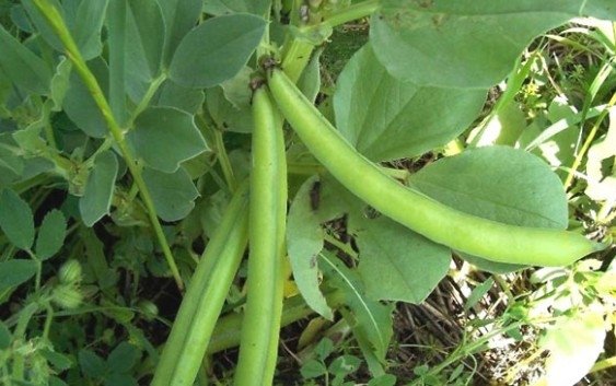 Bakla Yetiştiriciliği