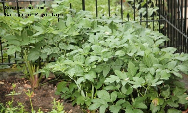 Baldıran Faydaları ve Zararları