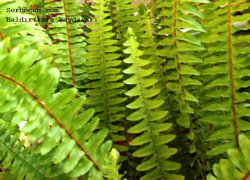 BaldÄ±rÄ±kara FaydalarÄ± ile ilgili gÃ¶rsel sonucu